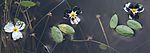 BB 13 0233 / Alisma plantago-aquatica / Vassgro <br /> Luronium natans / Flytegro